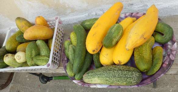 heim gebrachte Gurkenernte