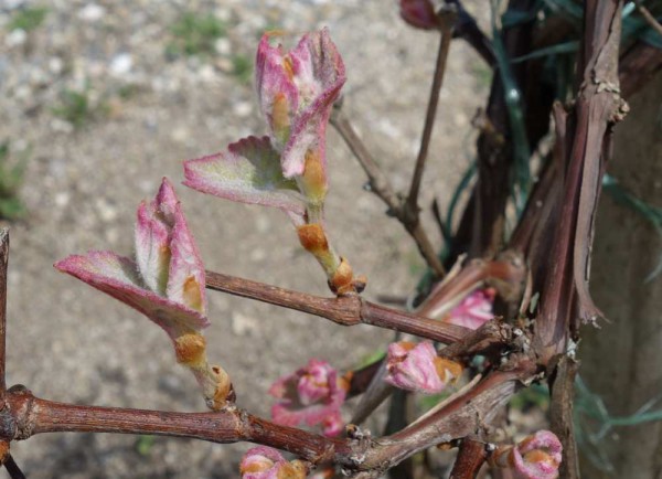 Scheinblüten.jpg