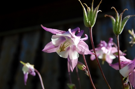 Akelei 11. Juni 2017.jpg