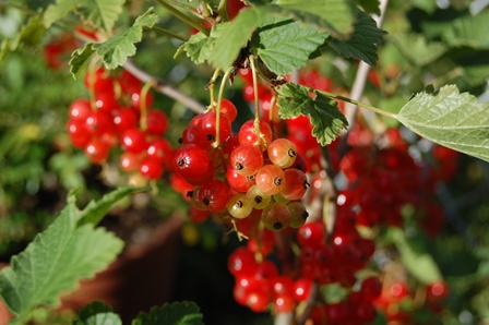 30.Juni 2017 Wk..jpg