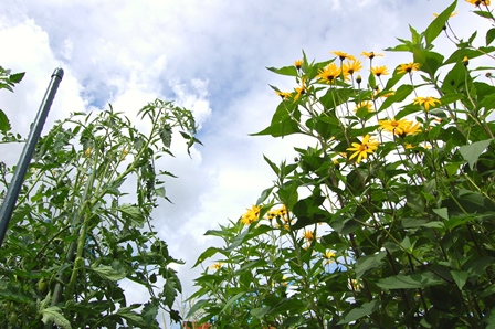 Himmelstuermer 4.8.17.jpg