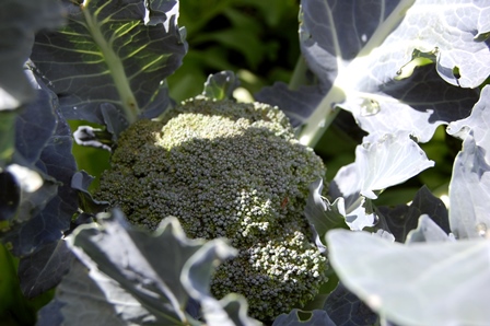 Broccoli 4.8.17.jpg