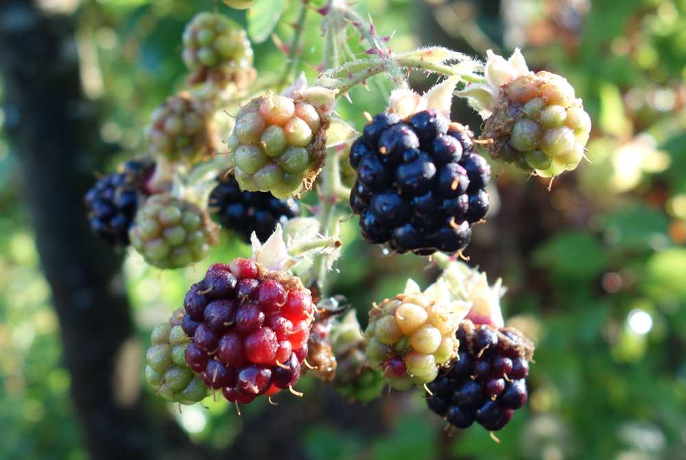 Brombeeren k.jpg