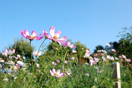 Cosmea. Wk.jpg