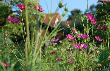 Cosmea.2.jpg