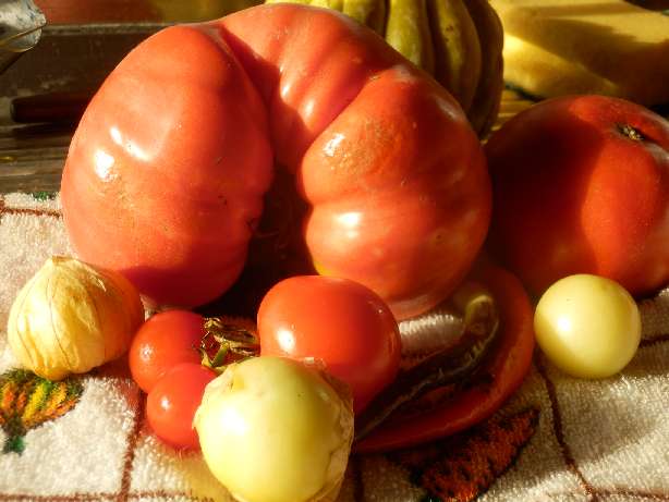 Tomate mini und maxi, Tomatillo