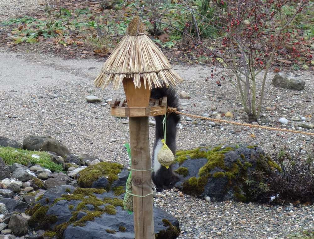 Komischer Vogel.jpg