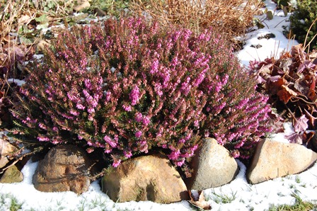 Erica carnea Februar 2018 Wk.jpg