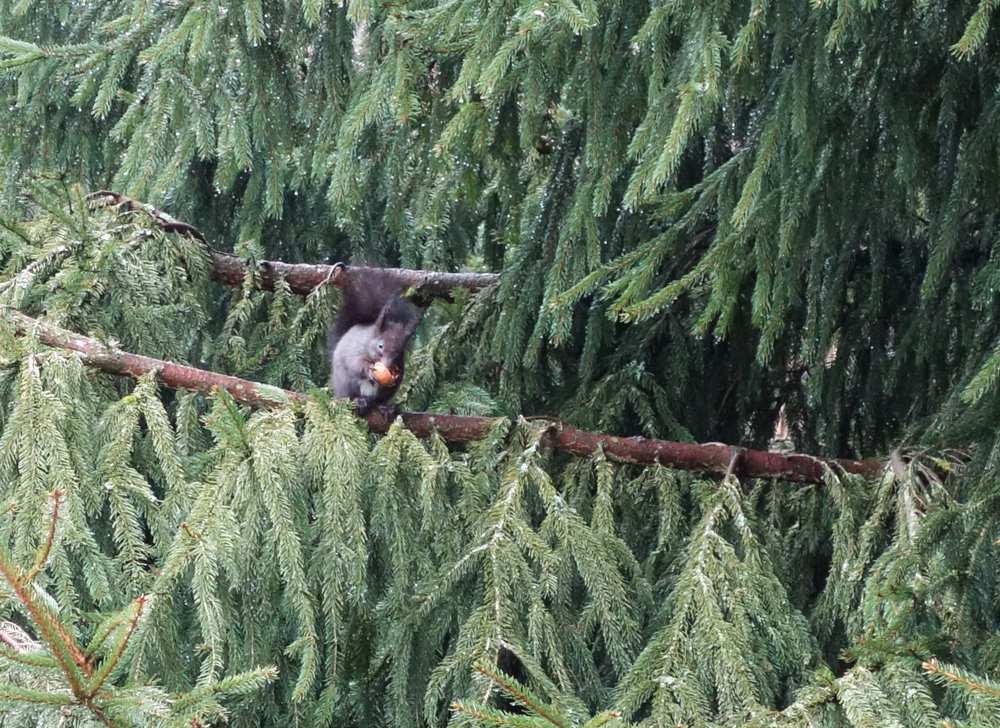Hörnchen.jpg