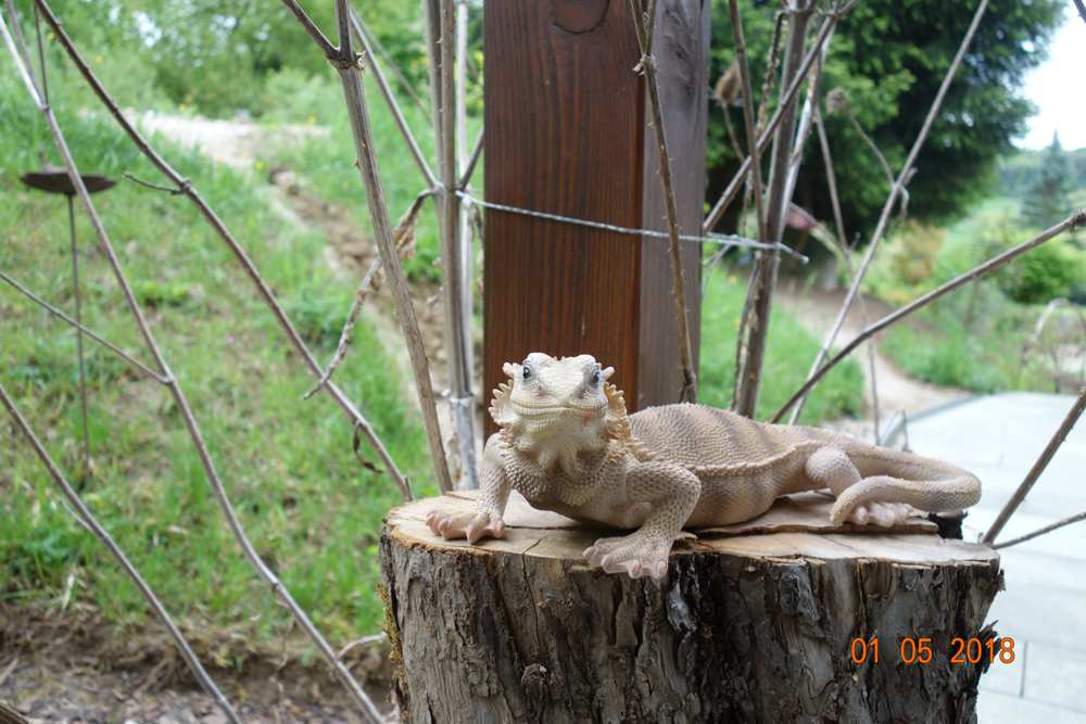 Neuer Gartenbewohner.jpg