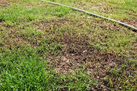 Graskinder 6. September 2018 W-k-.jpg