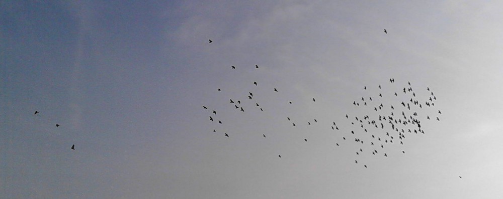Vögel fliegen.jpg (55.01 KiB) 5675 mal betrachtet Testfoto