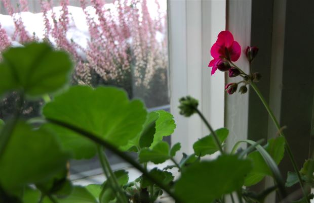 07. Februar 2019.S.jpg