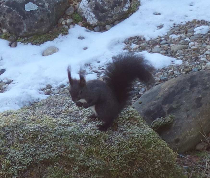 Hörnchen.jpg