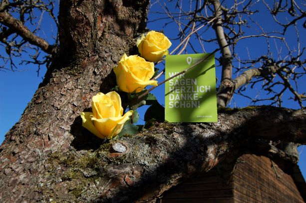 Baumrosen 15.02.2019.S.jpg