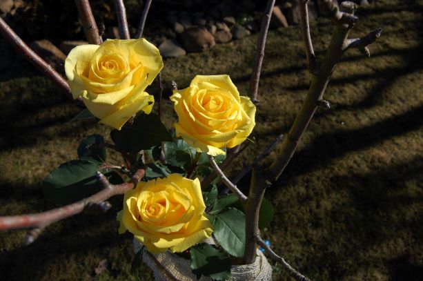 Birnenrosen Februar 2019 .S.jpg