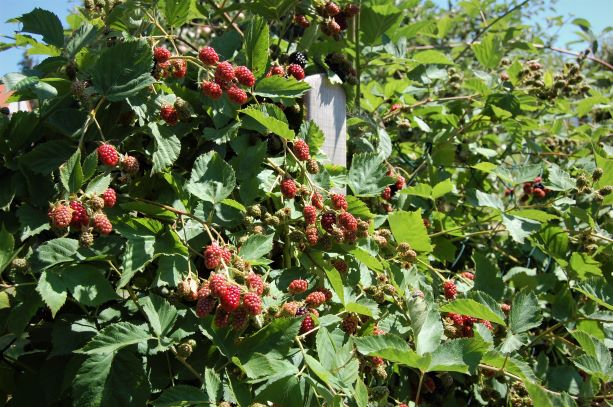Brombeeren Juli 2018.S..jpg