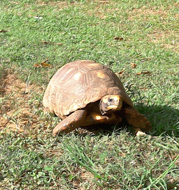 Tortuga, 30-40cm gross