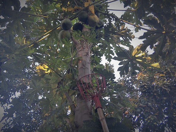 Papaya im Hintergrund Avokado