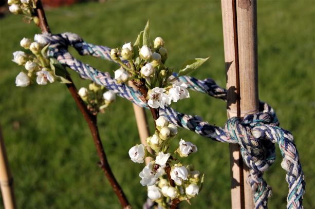 Nashi Kiiro Osoi 21. April 2019.S..jpg