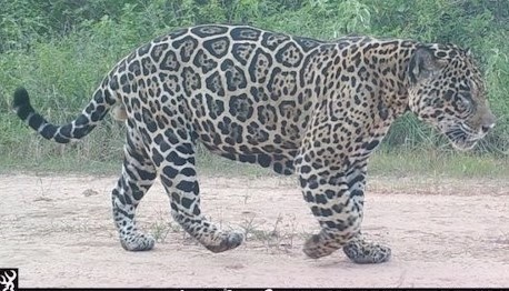 jaguar im chaco.jpg
