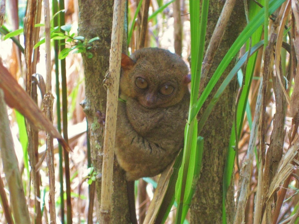 tarsier.jpg