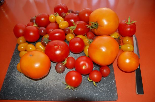 Tomatenkonferenz 11. 09. 2019.S..jpg