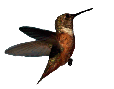 koli3.gif