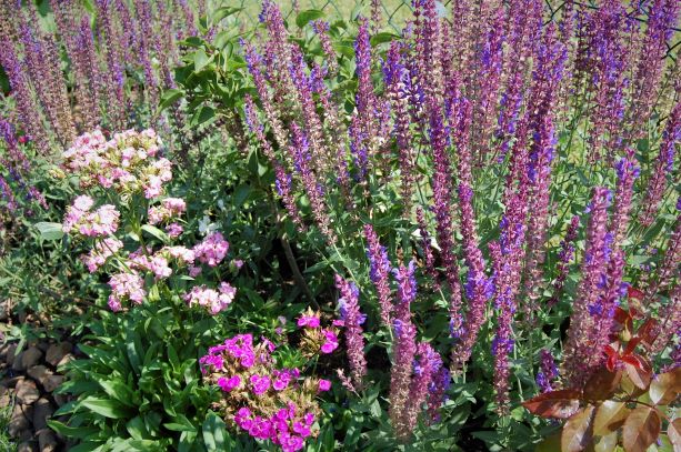 Salvia nemorosa Ostfriesland.S..jpg