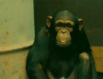 chimpanzee.gif