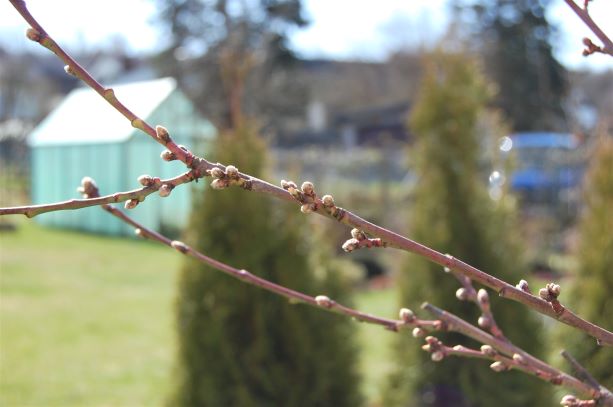 Pfirsich 24.03.2020.S.jpg