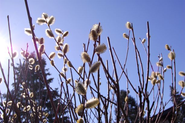 Weidenkätzchen 24.03.2020.S.JPG