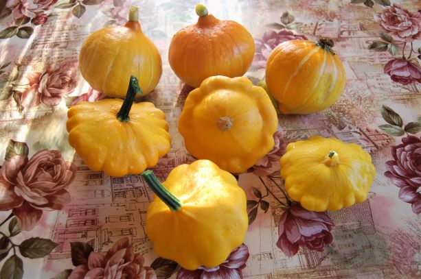 Yellow Custard Red Kuri 5.August 2020.jpg