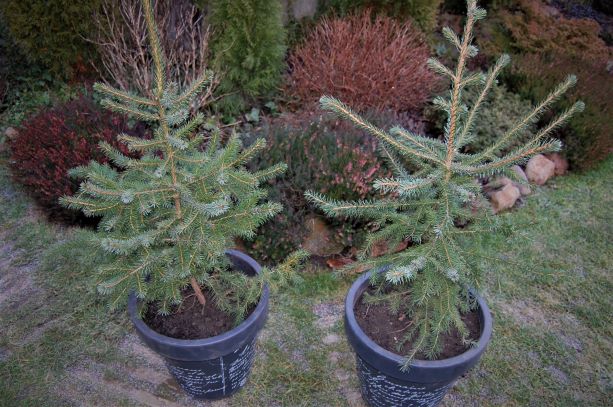 picea omorika 2020.S..jpg