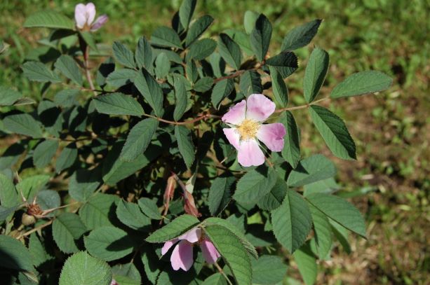 Rosa villosa 13.Juni 2021.S..jpg