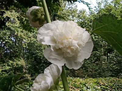 IMG_stockrose.jpg
