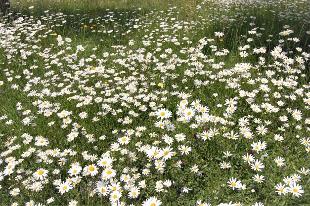 Er weidet mich auf einer grünen Aue.jpg