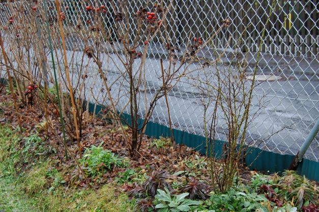 rosa rugosa und rosa rubiginosa  4. Januar 2022.S.jpg