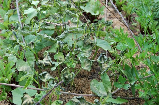 Bohnen 31. Mai 2022.S..jpg