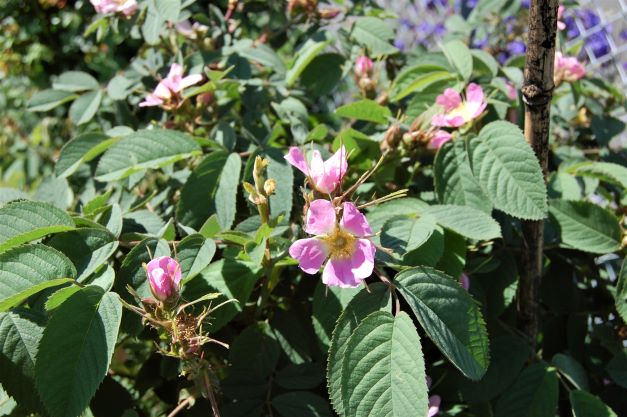 Rosa villosa-Apfelrose.S..jpg