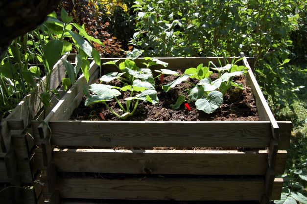 Kürbis 16.Juni 2022.S..jpg