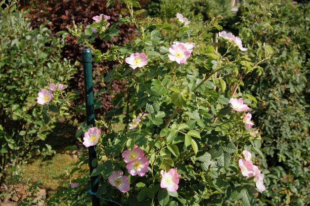 Rosa rubiginosa -Weinrose 16. Juni 2022.S..jpg