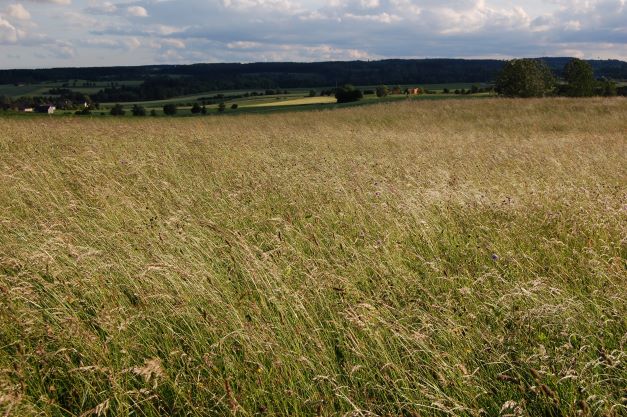 Die Elenden werden das Land erben.JPG