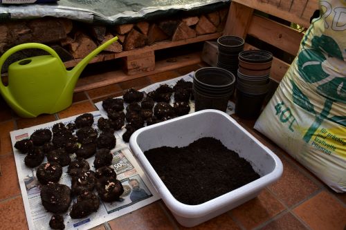 Begonien 11-April-2023..jpg