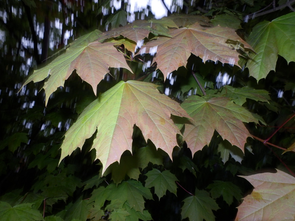 Blatt-Regen.JPG