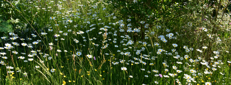 Sommerwiese.png
