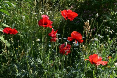 Mohn.jpg