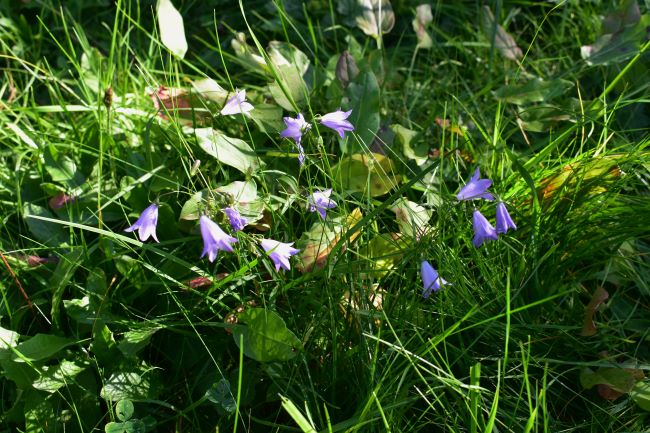 5 Wiesenglockenblume 28-09-2023.jpg