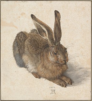Dürers Hase