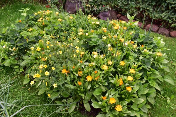 Ringelblumen 26-07-2025.JPG